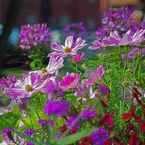 Summer flowers