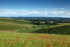 Poppy field near Mere