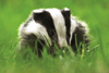 Badger
